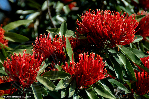 Alloxylon flammeum - Queensland Tree Waratah,Red Silky Oak