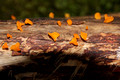 Heterotexus peziziformis - Honeysuckle Rest Area, Barrington Tops National Park, NSW