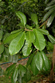 Elaeocarpus  bancroftii