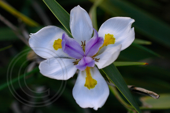 Dietes iridioides (African iris, Cape iris, Fortnight lily, Morea iris, Wild iris