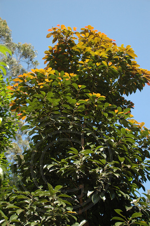 Elaeocarpus eumundi (1)