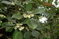 Elaeocarpus sedentarius- Minyon Quandong (1)