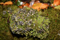 Unidentified Moss & lichen - Honeysuckle Rest Area, Barrington Tops National Park, NSW
