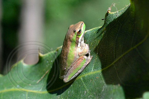 Frog on a Macadamia Tree