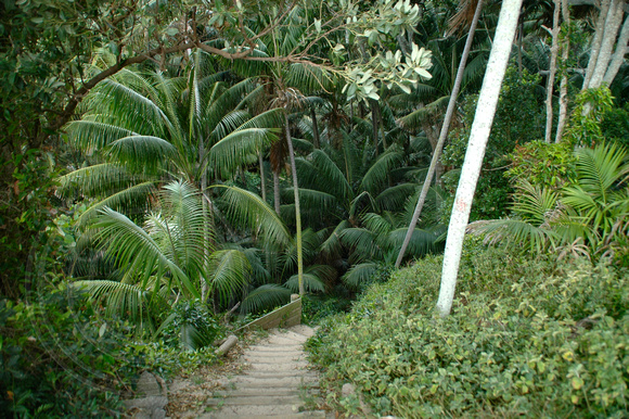 Howea Forsteriana