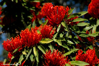 Alloxylon flammeum -Queensland Tree Waratah,Red Silky Oak