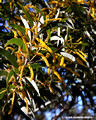 Acacia cretata - Blackdown Tableland,Central Queensland