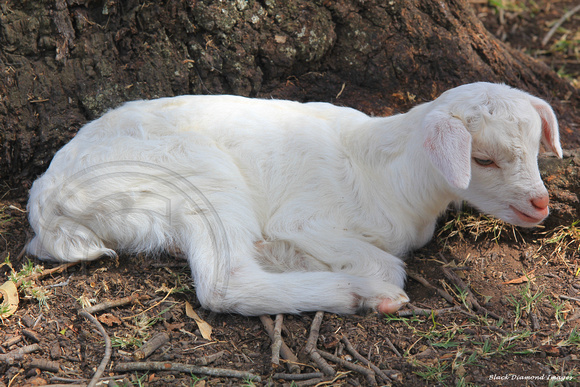 Just Born Baby Lamb - Honeycomb Valley and Farm Stay, Nabiac, NSW