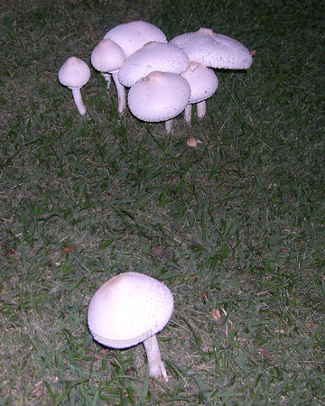 Mushroom (1)