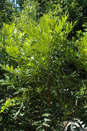 Lomatia fraxinifolia (1)