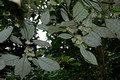 Elaeocarpus sedentarius- Minyon Quandong (7)