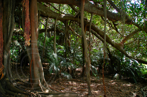Ficus macrophylla forma. columnaris - Lord Howe Banyan