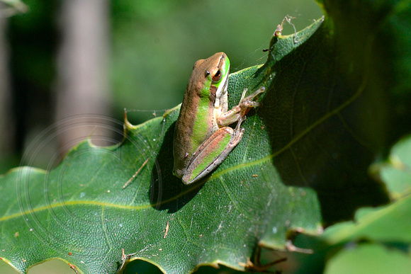 Frog on a Macadamia Tree