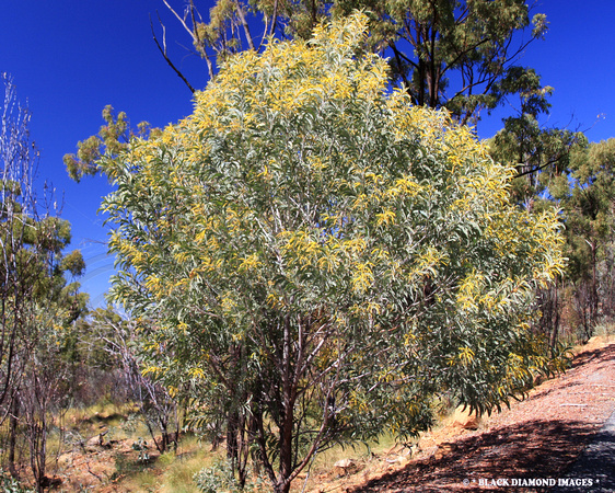 Acacia cretata - Blackdown Tableland,Central Queensland