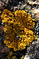 French Lichen
