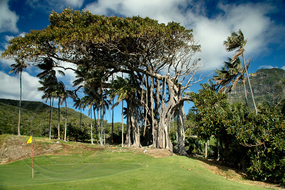 Ficus macrophylla forma. columnaris - Lord Howe Banyan