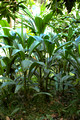 The Kings Rainforest - Cordyline petiolaris