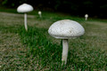 Fungi 5+Wallabies
