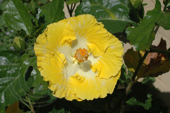 Yellow Hibiscus 3.2.2007(1)
