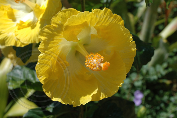 Yellow Hibiscus 3.2.2007 (11)