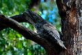 Tawney Frogmouth Owl (7)ed1