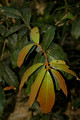 Amorphospermum whitei - Rusty Plum (2)