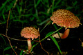 Pink Fungi51