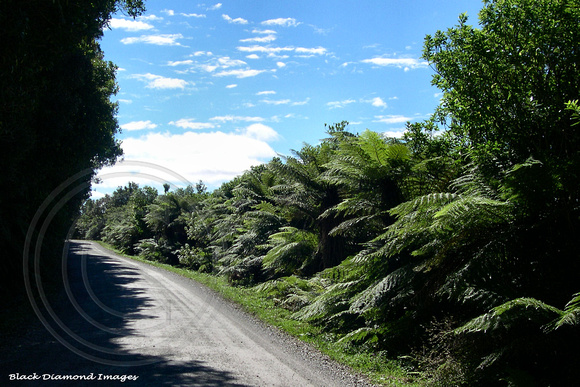 Roadside Tree Ferns, Waitaha, West Coast South Island, New Zealand