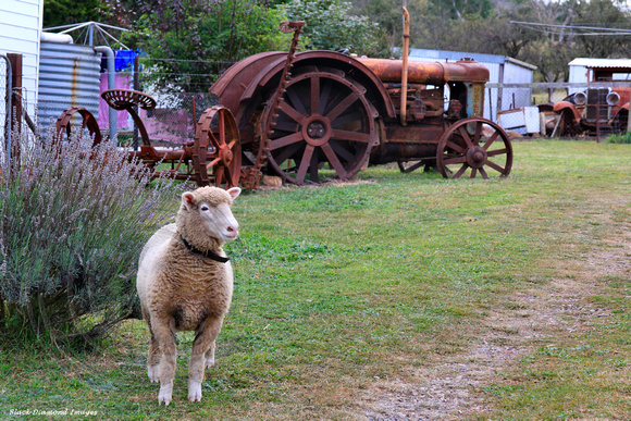 Sheep and Old Tractor, Taralga, Southern Tablelands, NSW