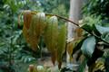 Amorphospermum whitei - Rusty Plum (3)