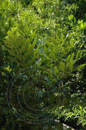 Lomatia fraxinifolia (2)