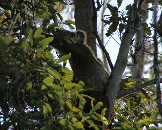 Koala - November 3rd 2005