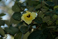 Hibiscus tiliaceus (1)