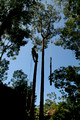 Tree Work  After Mini Tornado - December 13-15th 2005