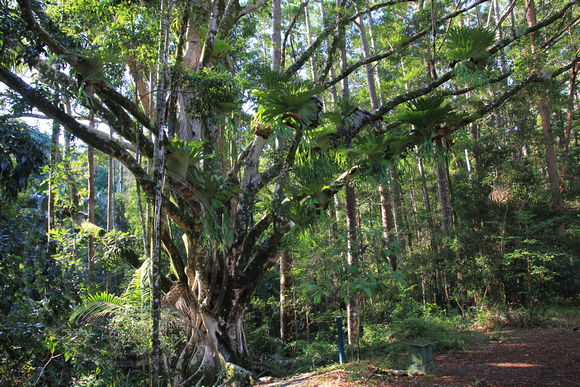 Platycerium superbum in Ficus benjamina at Central Station, Fraser Island