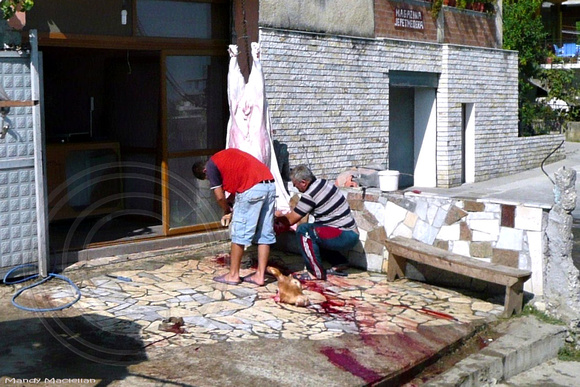 Slaughtering a Beast, Albania