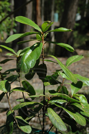 Elaeocarpus williamsianus