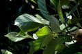 Elaeocarpus sedentarius-Minyon Quandong (3)