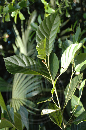 Elaeocarpus sedentarius-Minyon Quandong (1)