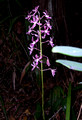 Native Orchid