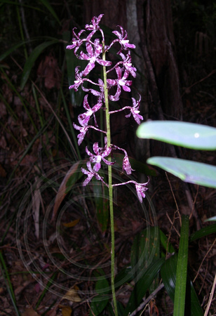 Native Orchid