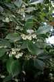Elaeocarpus sedentarius- Minyon Quandong (2)