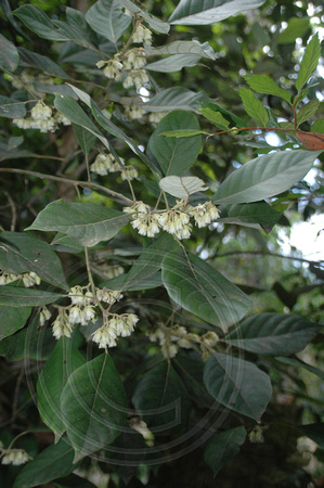 Elaeocarpus sedentarius- Minyon Quandong (2)