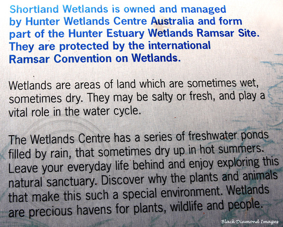 Wetlands - General Information