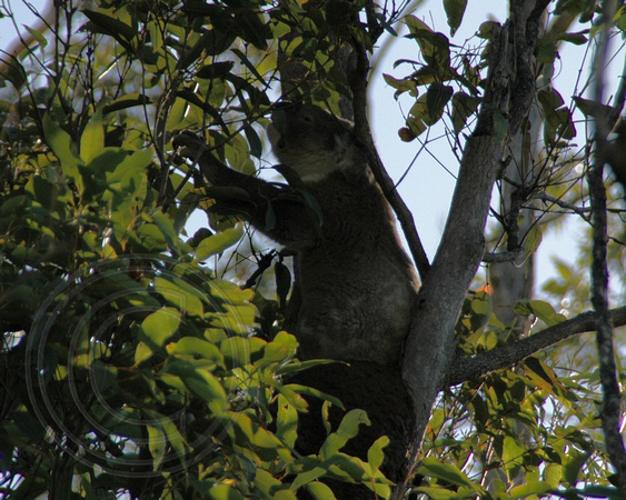 Koala - November 3rd 2005