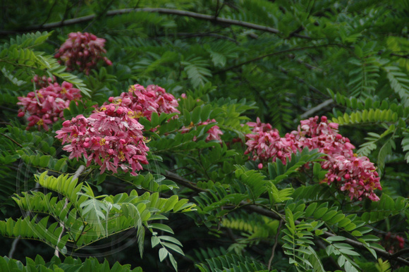 Cassia javanica (Cassia javanica var. indochinensis)