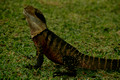 Eastern Water Dragon - 19th March 2007
