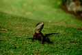 Eastern Water Dragon - 19th March 2007