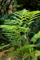 Ferny Leaf Stenocarpus-Stenocarpus davalioides