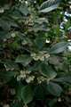 Elaeocarpus sedentarius- Minyon Quandong (3)